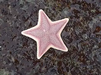 Odontaster penicillatus