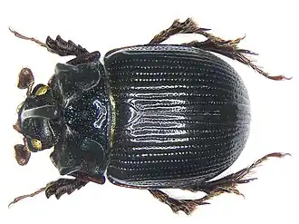 Odonteus armiger