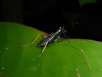 Odontocheila cayennensis