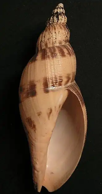 Odontocymbiola simulatrix