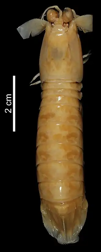 Odontodactylus cultrifer