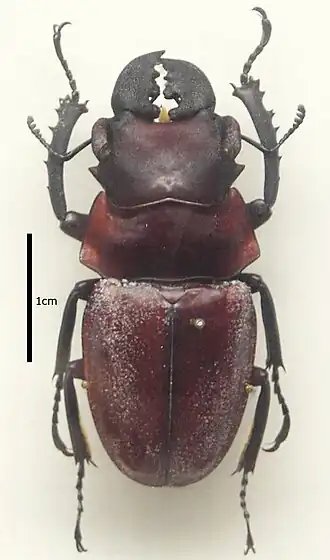 Odontolabis latipennis