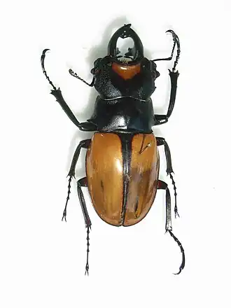 Odontolabis lacordairei