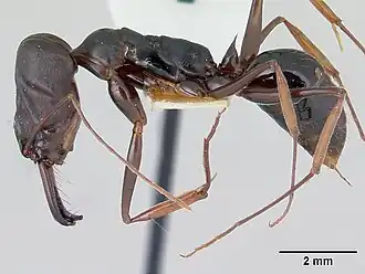 Odontomachus assiniensis