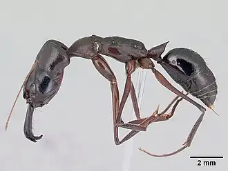 Odontomachus chelifer