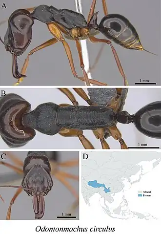 Odontomachus circulus