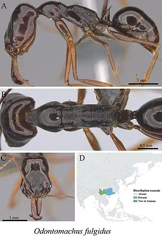 Odontomachus fulgidus