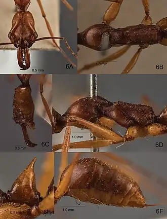 Odontomachus malignus