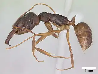 Odontomachus meinerti