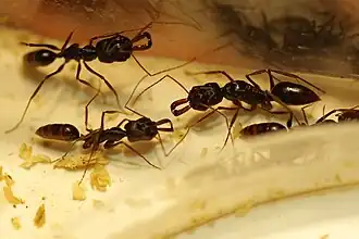 Aziatische klapkaakmier