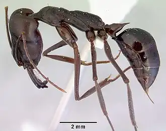 Odontomachus ruficeps
