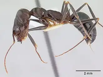 Odontomachus troglodytes