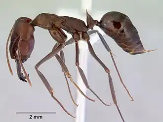 Odontomachus turneri