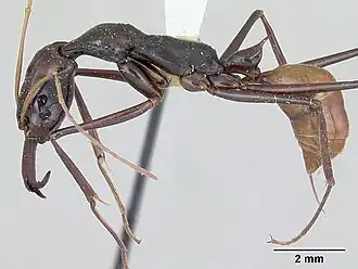Odontomachus tyrannicus