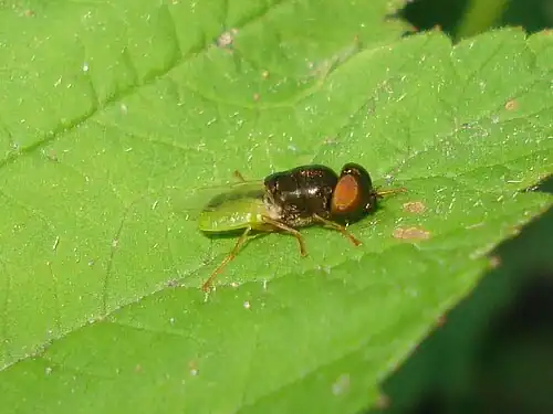 Veenmoeraswapenvlieg Odontomyia angulata