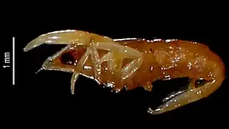 Odontonia simplicipes