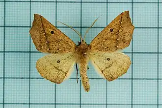 Odontopera albiguttulata