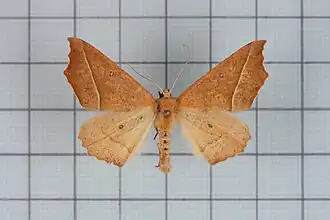 Odontopera bilinearia