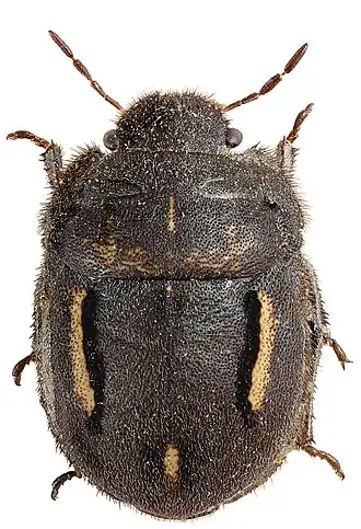 Grote behaarde pantserwants