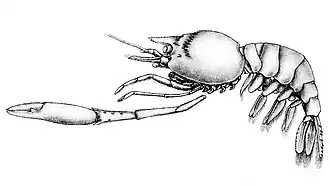 Odontozona spongicola