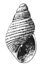 Odostomia aequisculpta