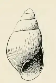 Odostomia altina