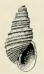 Odostomia amianta
