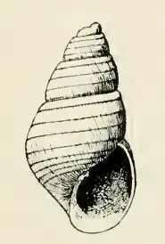 Odostomia amilda