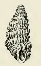 Odostomia armata