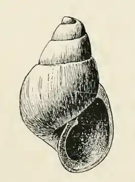 Odostomia beringi