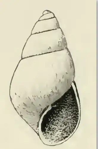 Odostomia callimene