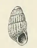 Odostomia callimorpha
