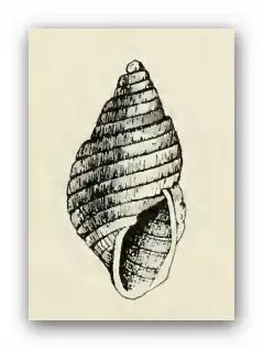 Odostomia callipyrga