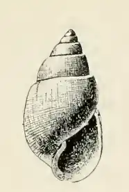 Odostomia canfieldi