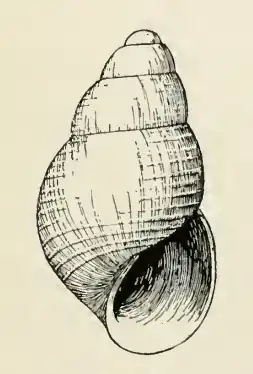 Odostomia capitana
