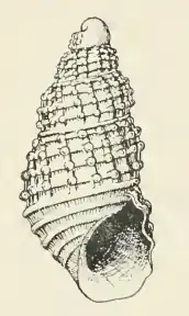 Odostomia clementina