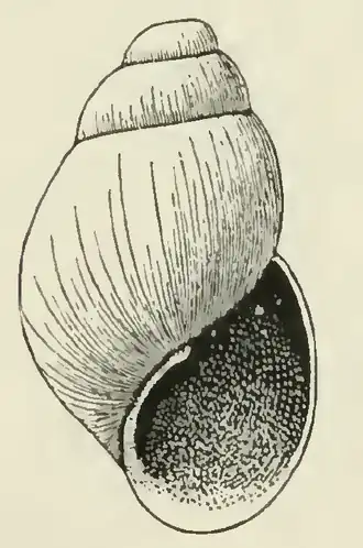 Odostomia cookeana