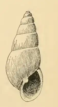 Odostomia culta