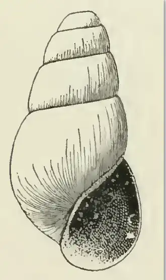Odostomia cypria