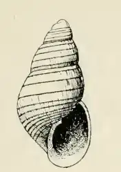 Odostomia deceptrix