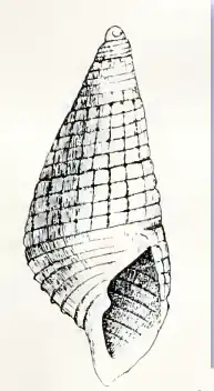 Odostomia defolinia