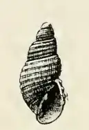 Odostomia delicatula