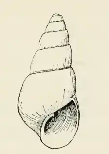 Odostomia deliciosa