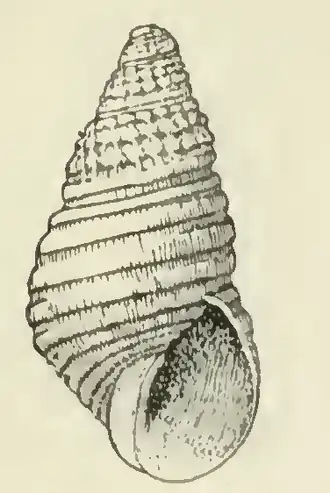 Odostomia dicella