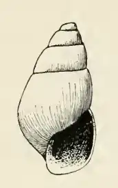 Odostomia dinella
