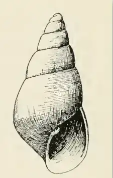 Odostomia donilla