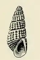 Odostomia effusa