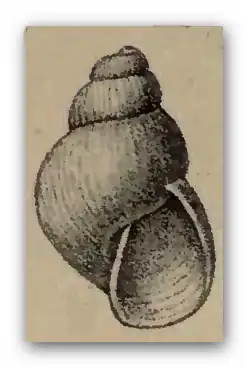 Odostomia electa
