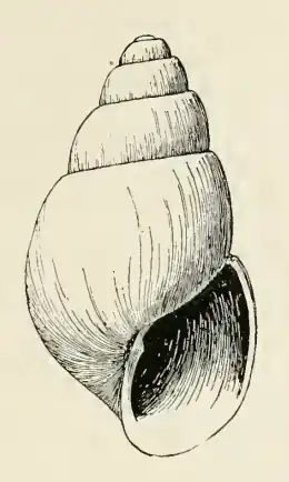Odostomia elsa