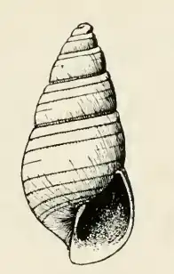 Odostomia enora